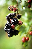 RUBUS FRUTICOSUS, BLACKBERRY - WILD