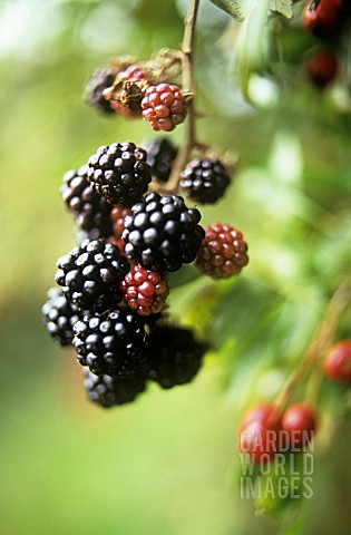 RUBUS_FRUTICOSUS_BLACKBERRY__WILD