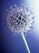 ECHINOPS BANNATICUS, GLOBE THISTLE