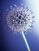 ECHINOPS BANNATICUS, GLOBE THISTLE