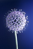 ECHINOPS BANNATICUS, GLOBE THISTLE