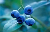 VACCINIUM, BLUEBERRY