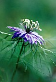 NIGELLA DAMASCENA, LOVE-IN-A-MIST