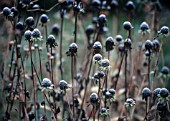 RUDBECKIA, CONEFLOWER, BLACK-EYED SUSAN