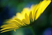 DORONICUM, LEOPARDS BANE