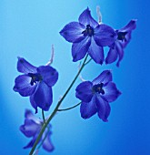 DELPHINIUM BLUE BEES, DELPHINIUM