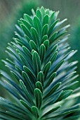 EUPHORBIA CHARACIAS, EUPHORBIA, SPURGE