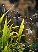 CHASMANTHIUM LATIFOLIUM, WOOD OATS, NORTHERN SEA OATS