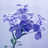 PLUMBAGO AURICULATA, PLUMBAGO