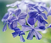 PLUMBAGO AURICULATA, PLUMBAGO