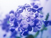 PLUMBAGO AURICULATA, PLUMBAGO