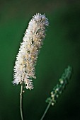 CIMIFUGA RACEMOSA, BLACK COHOSH