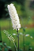 CIMIFUGA RACEMOSA, BLACK COHOSH