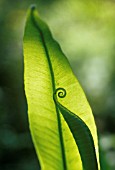 ASPLENIUM SCOLOPENDRIUM, FERN - HARTS TONGUE FERN