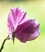 LATHYRUS ODORATUS, SWEET PEA