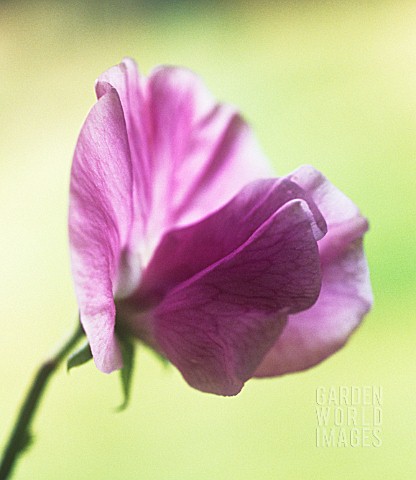 LATHYRUS_ODORATUS_SWEET_PEA