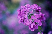 LUNARIA ANNUA, HONESTY