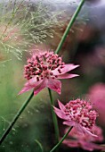 ASTRANTIA MAJOR BUCKLAND, ASTRANTIA, MASTERWORT