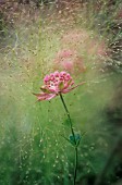 ASTRANTIA MAJOR BUCKLAND, ASTRANTIA, MASTERWORT