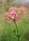 ASTRANTIA MAJOR BUCKLAND, ASTRANTIA, MASTERWORT