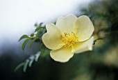 ROSA ‘CANARY BIRD’, ROSE