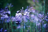 AGAPANTHUS, AGAPANTHUS