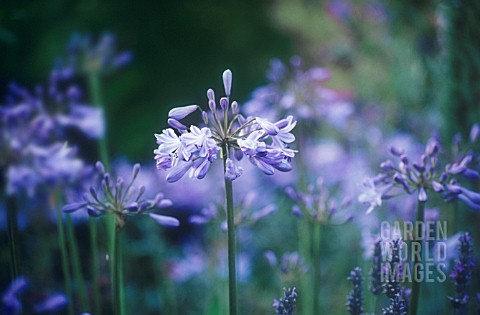 AGAPANTHUS_AGAPANTHUS