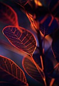 COTINUS COGGYGRIA, SMOKE BUSH