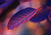 COTINUS COGGYGRIA, SMOKE BUSH