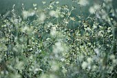 ANTHRISCUS SYLVESTRIS, COW PARSLEY