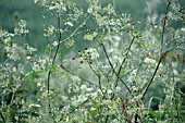 ANTHRISCUS SYLVESTRIS, COW PARSLEY