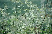 ANTHRISCUS SYLVESTRIS, COW PARSLEY