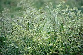 ANTHRISCUS SYLVESTRIS, COW PARSLEY