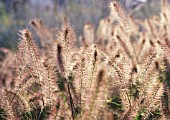 PENNISETUM ALOPECUROIDES, FOUNTAIN GRASS