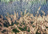 PENNISETUM ALOPECUROIDES, FOUNTAIN GRASS