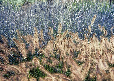 PENNISETUM_ALOPECUROIDES_FOUNTAIN_GRASS