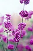 CALLICARPA, BEAUTY BERRY