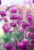 CALLICARPA, BEAUTY BERRY