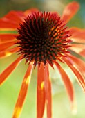 ECHINACEA PURPUREA ‘ART’S PRIDE’, ECHINACEA, PURPLE CONEFLOWER