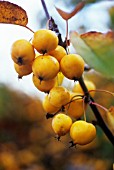 MALUS X ZUMI ‘GOLDEN HORNET’, CRAB APPLE