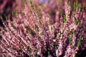 CALLUNA, HEATHER