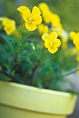 VIOLA TRICOLOR, HEARTSEASE