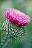 CIRSIUM VULGARE, THISTLE - SPEAR THISTLE, SCOTCH THISTLE, BULL THISTLE