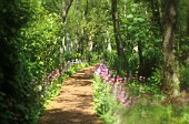 PRIMULA CANDELABRA, PRIMULA, PRIMROSE - CANDELABRA PRIMROSE