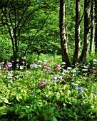 PRIMULA CANDELABRA, PRIMULA, PRIMROSE - CANDELABRA PRIMROSE