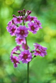 PRIMULA CANDELABRA, PRIMULA, PRIMROSE - CANDELABRA PRIMROSE