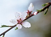 PRUNUS DULCIS, ALMOND