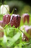 FRITILLARIA MELEAGRIS, FRITILLARY - SNAKES HEAD FRITILLARY