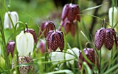 FRITILLARIA MELEAGRIS, FRITILLARY - SNAKES HEAD FRITILLARY