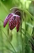 FRITILLARIA MELEAGRIS, FRITILLARY - SNAKES HEAD FRITILLARY